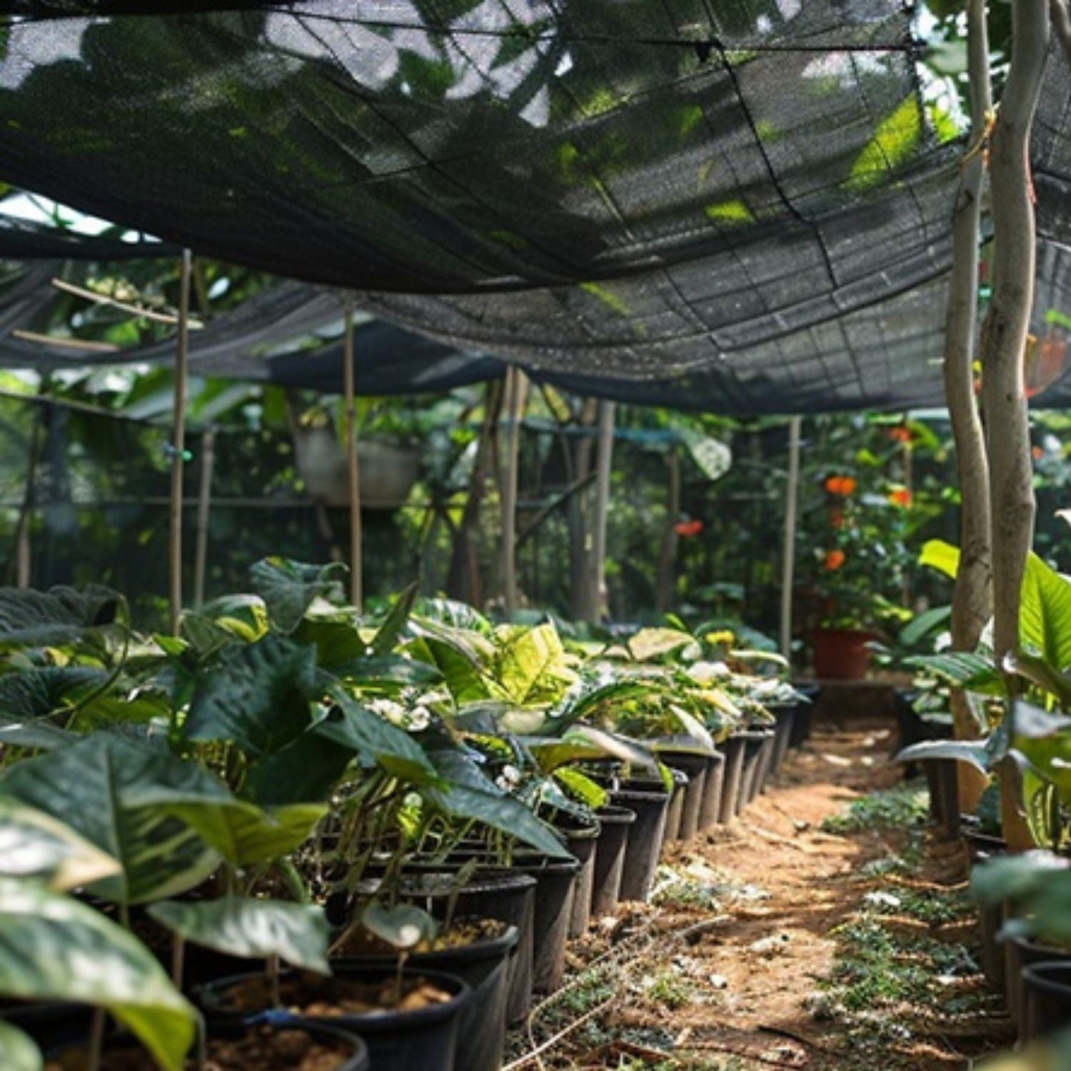 Plasa protectie solara rezistenta la caldura pentru acvacultura, neagra, 4 ace, 50g, 2×25m sau 2×50m