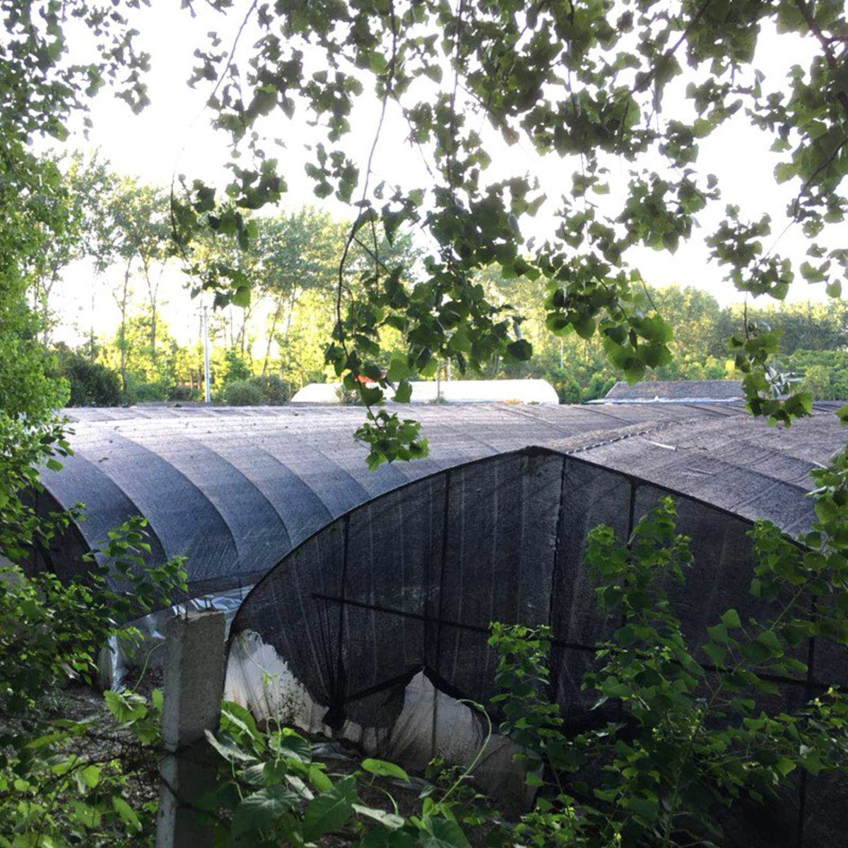 Plasa protectie solara si rezistenta la caldura pentru acvacultura, 8 ace, 80g, 2×25m sau 2×50m, verde/negru