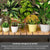Etajeră plante cu 4 rafturi bambus și roți, cadru metalic – Negru, pentru interior/exterior, 145x48x10